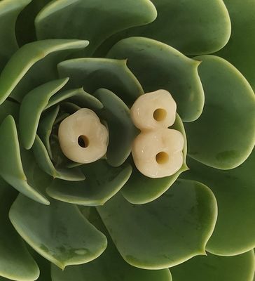 Los implantes dentales de Endosseous coronan