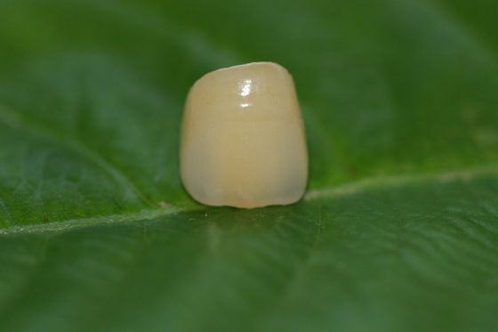 Corona dental del diseño de la circona de cerámica llena dental ISO13485 del laboratorio para los dientes anteriores